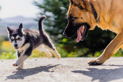 Kuma the siberian husky mix puppy runs playfully with rex the german shepherd mix