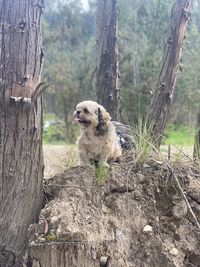 View of dog on tree trunk