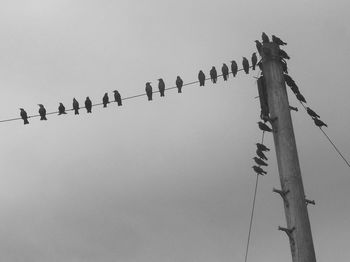 Low angle view of birds perching on power lines against clear sky