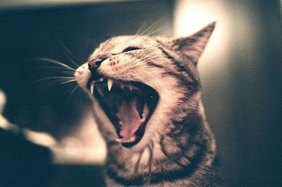 Close-up of cat yawning