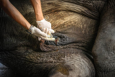 Cropped hand of person injecting elephant