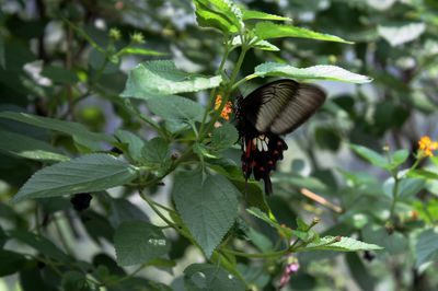 Close-up of butterfly pollinating on plant