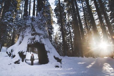 Trees on snow covered land during winter