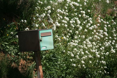 Low angle view of flower trees against plants