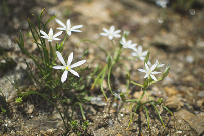 Close-up of white flowering plant on field