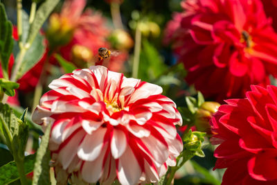 Bee flying over a blossoming dahlia flower.