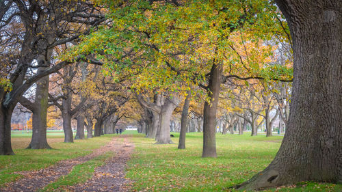 Trees in park during autumn