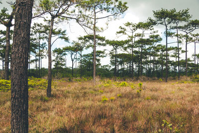 Trees on field against sky