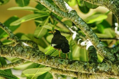 Low angle view of bird perching on branch