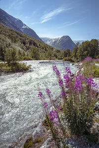 Purple flowering plants by land against sky