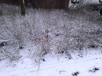 Close-up of snow on tree against sky