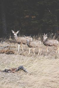 Flock of birds in mouth