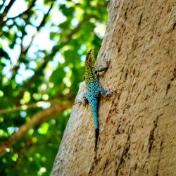 Bird perching on tree trunk