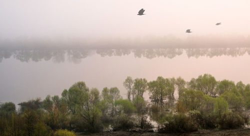 Birds flying over lake against sky