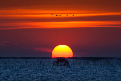 Silhouette birds flying over sea against sky during sunset