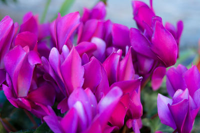 Close-up of pink flowering plants