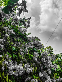 Low angle view of flowering plants against sky
