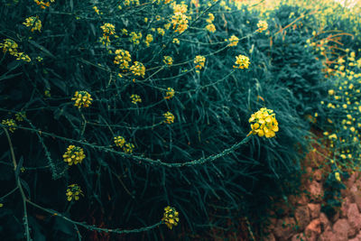 High angle view of yellow flowering plants on land