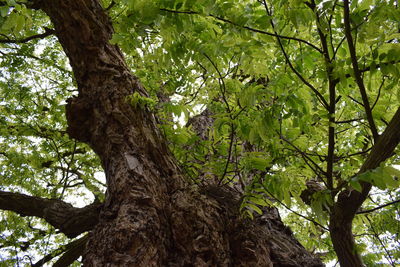 Low angle view of trees in forest