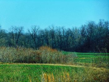 Scenic view of field against clear sky