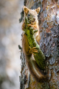 Close-up of red squirrel on tree trunk