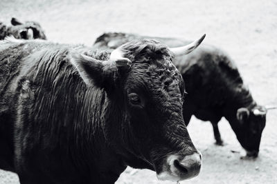 Close-up of cow on field