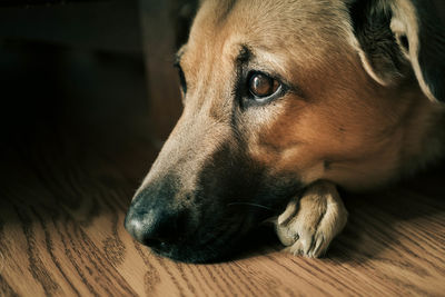 Close-up of dog lying on hardwood floor at home