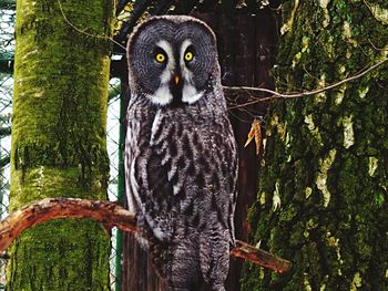 Close-up of owl perching on tree