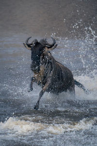 Close-up of dog running in water