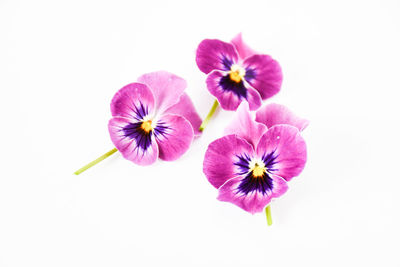 Close-up of pink flowers against white background