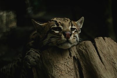 Close-up of an ocelot