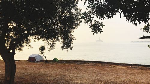 Man sitting on tree by sea against sky