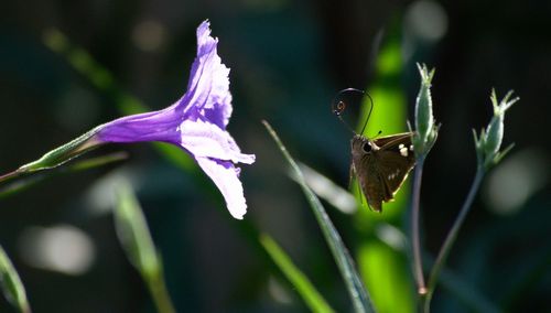 Close-up of purple flowers