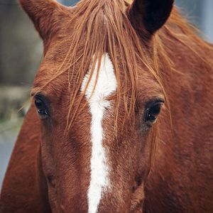 Close-up portrait of horse in ranch