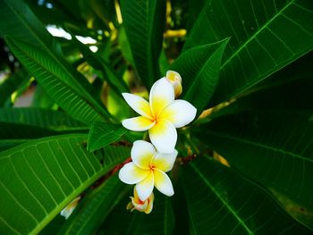 Close-up of frangipani blooming outdoors