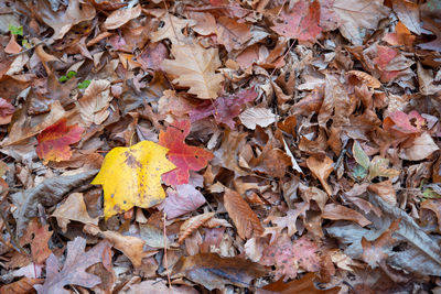 High angle view of forest floor with autum leaves full frame
