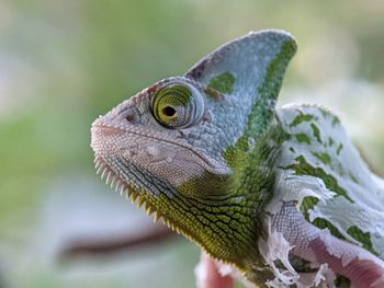 Iguana Reptile