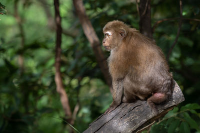 Monkey sitting on tree in forest