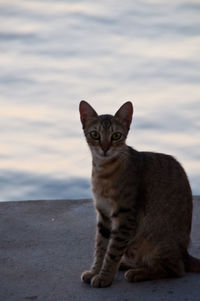 Cat looking away