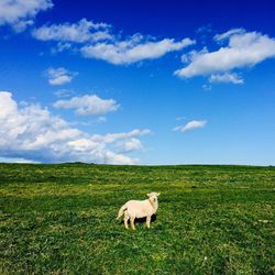 Scenic view of grassy field against cloudy sky