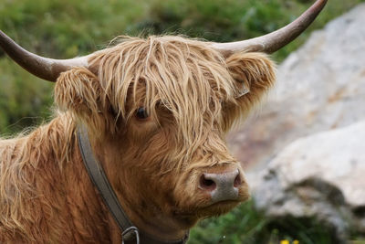 Close-up of highland cattle