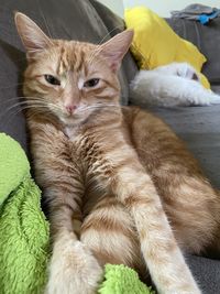 Portrait of a cat resting