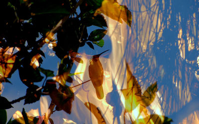 Low angle view of flowering plant against sky