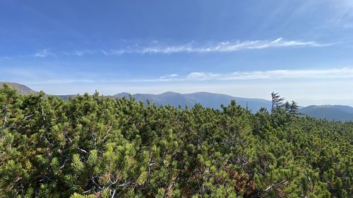 Plants growing on landscape against sky