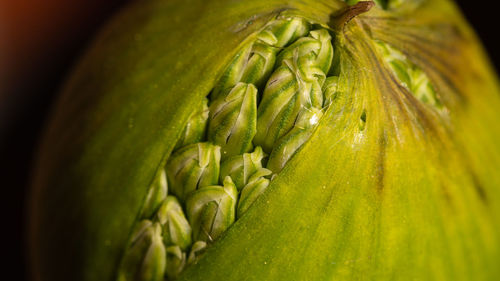 Close-up of bananas