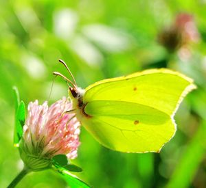 A yellow butterfly drinks from a clover flower 