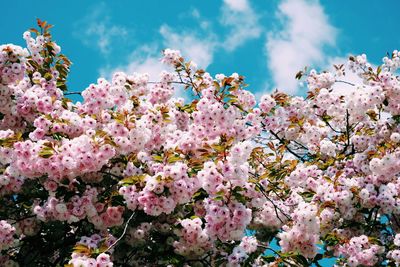 Close-up of pink flowers on tree