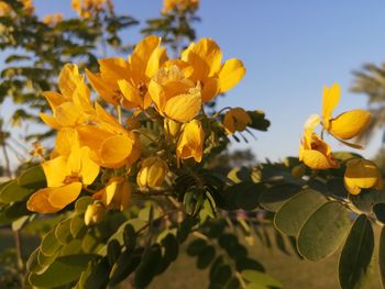 Close-up of yellow flowering plant against sky