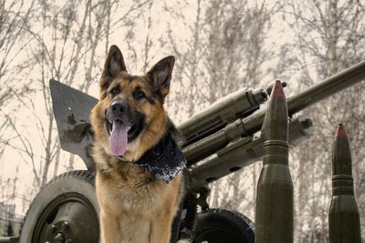 Portrait of dog in winter