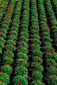 High angle view of flowering plants on field